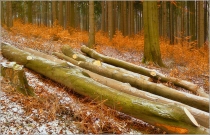 <p>Šluknovsko - Hrazený</p>
